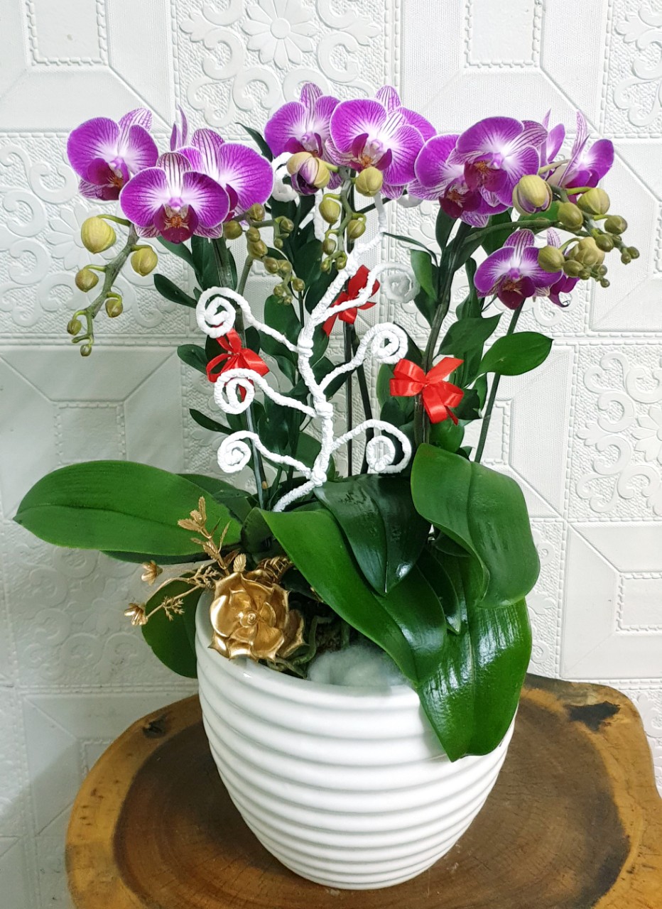 Hoa Lan Hồ Điệp Xu Hướng Mới Thịnh Hành Hiện Nay